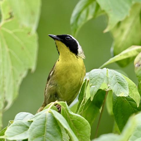 A common yellowthroat per check on a leafy branch. The bird has a yellow throat, breast, and belly; it has black feathers sweeping back from its beak behind and below its dark eyes. It has white feathers atop its head. The background is out-of-focus green foliage.