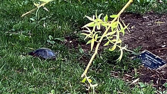 A turtle in the grass, alas, in Boston's Public Garden