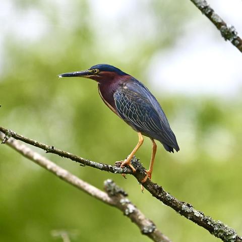 A green heron perches on a tree branch. The bird has deep blue feathers atop its head and on its wings. It has a long beak, purple feathers on its cheeks and throat. Its eyes are yellow and legs are orange. The background is out-of-focus foliage.
