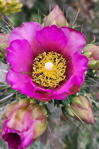 Cylindropuntia imbricata flowers; purple petals, yellow anthers, with a white stigma at the center.
