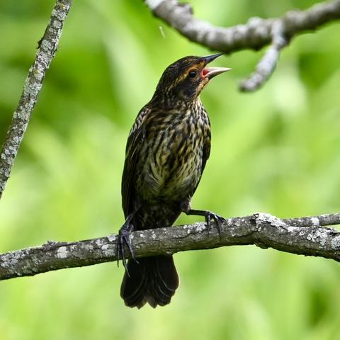 A female red-winged blackbird perched on a branch. The bird has dark-brown feathers streaked with white. She has a yellow line above her eyes and yellow patch on her throat. The background is out-of-focus green leaves.
