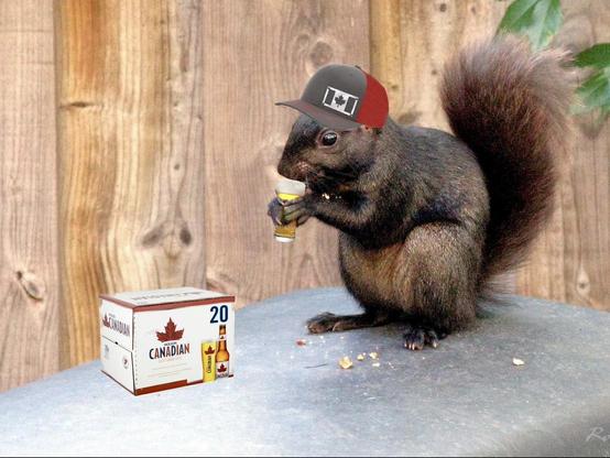 Dark coloured squirrel wearing a cap with a Canadian flag on it and drinking a beer beside a case of Molson Canadian. 