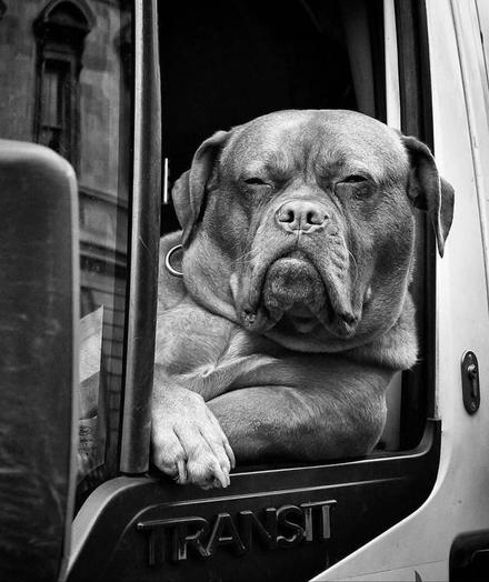 Photograph.  A funny black and white photo of a dark bulldog peering out of the driver's side of a delivery van. The close-up shows the dog leaning casually against the open window. He has one paw on the door and has a professional, grumpy look on his face, like a truck driver after 5 hours in a traffic jam. He is obviously a very experienced driver. (By the way, the word 