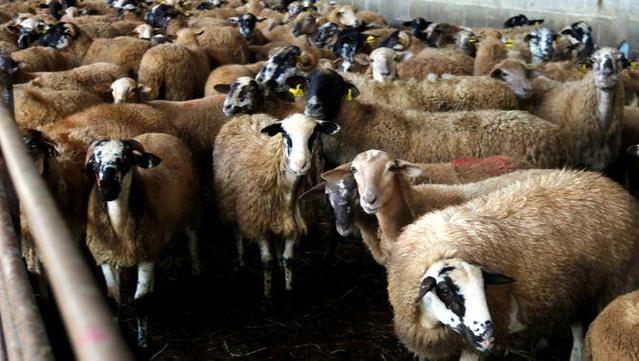 Les ovelles són els remugants més afectats pel virus de la llengua blava (ACN)