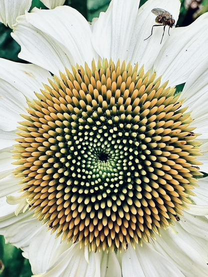 This is a close-up photo of my coneflower with a very intriguing spiral pattern.
Apparently the pattern is called the Fibonacci Sequence. A mathematical formula.
Almost mesmerising to look at.
Apparently this pattern is also found in Sunflowers.
Colours are different shades of yellow.
There is a fly sitting on the white petals.




