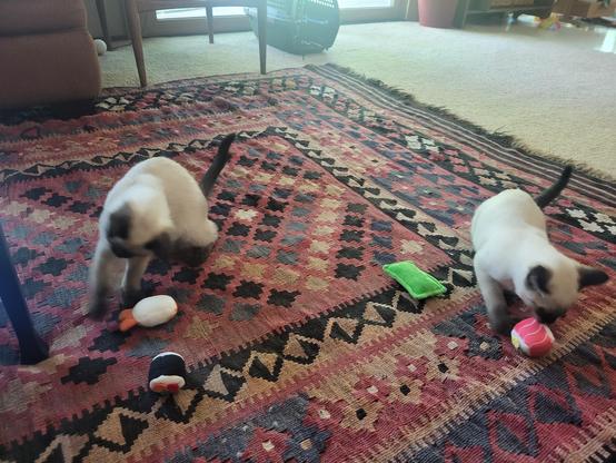 Two black and white siamese kittens on a wool rug playing with their new toys.
