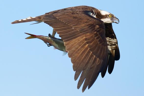 An Osprey flying rightward in a clear blue sky with a fairly large Hickory Shad (?) in its talons.