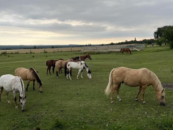 horses on plain