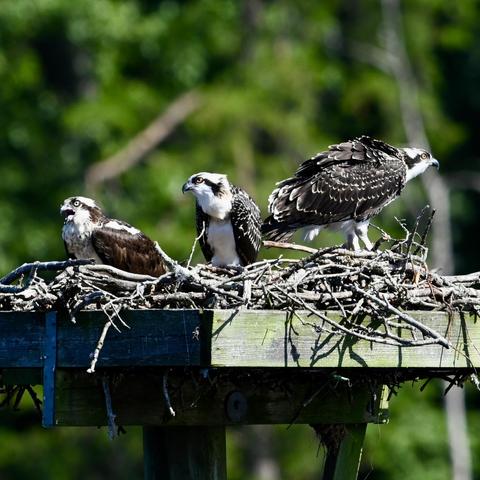Three osprey perched on a nest of sticks atop a platform. The osprey all have yellow-orange eyes, brown feathers with white bars on their wings, white throats and bellies, and sharp beaks. The background is out-of-focus trees.