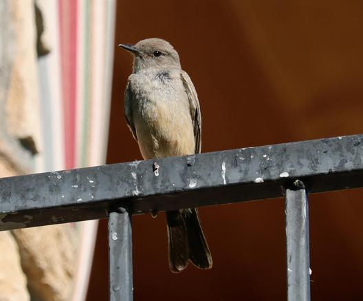A Say's Phoebe sitting on a railing
