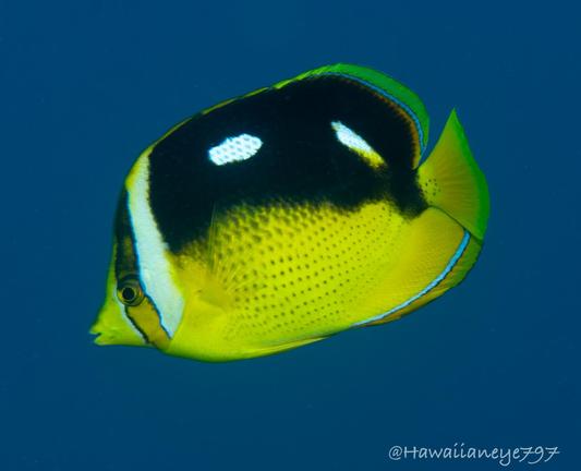 A yellow fish marked with black, and two white spots, over its back, and stripes over its eyes.