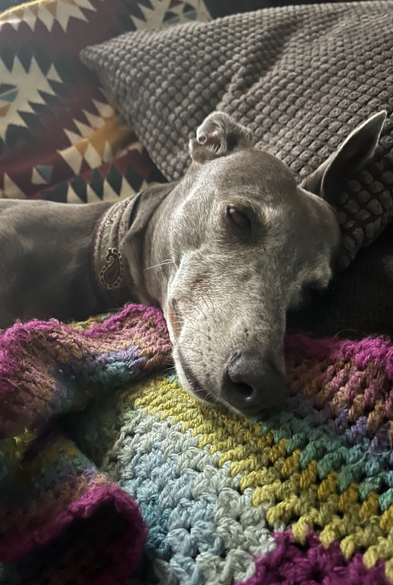 Whippet sleeping on a blanket. 
