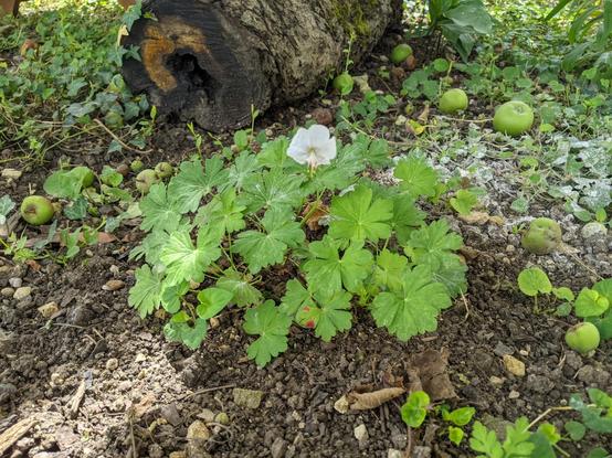 Touffe de géranium vivace avec une fleur blanche au sommet