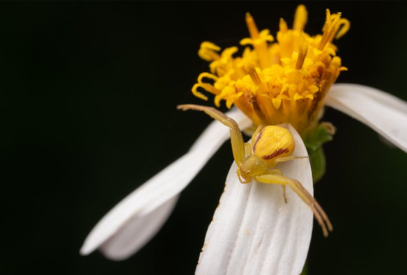 The Merry Crab Spider