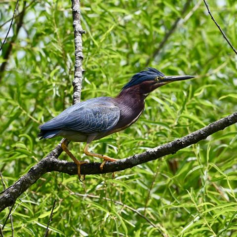 A green heron perches on a tree branch. The bird has a long, dark beak; yellow talons; blue feathers atop its head, blue wings with white accents; and a purple neck. The background is out-of-focus green foliage.