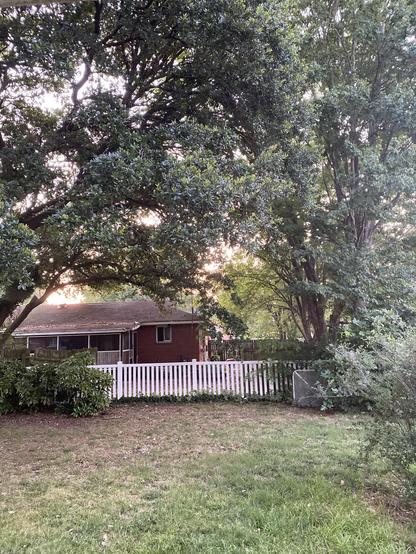 Absentee landlord neighbor house framed by live oak as the first pink blush of sunrise peeks through the live oak canopy. 