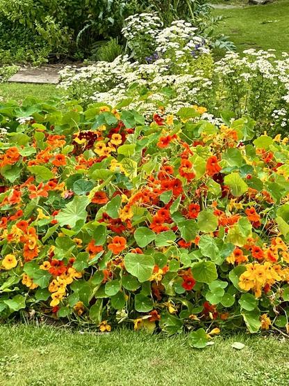 Flowerbed full of red and yellow nasturtiums.