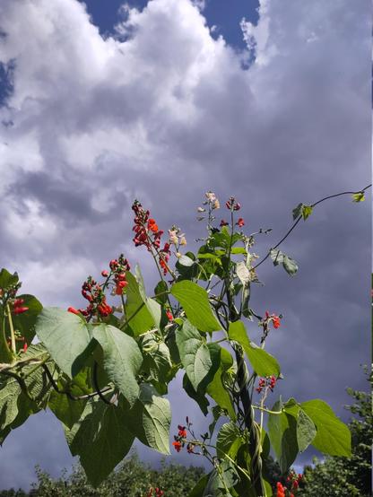 Im Vordergrund sieht man Bohnenranken mit leuchtend roten Blüten. Im Hintergrund schwarze schwarze Wolken