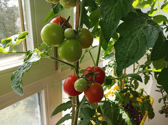 Eine Tomatenpflanze mit mehreren reifen roten und unreifen grünen Tomaten hängt an einem Stab. Die Pflanze steht neben einem Fenster, durch das Sonnenlicht einfällt. Im Hintergrund sind weitere Pflanzen zu sehen. Die Blätter der Tomatenpflanze sind groß und grün.