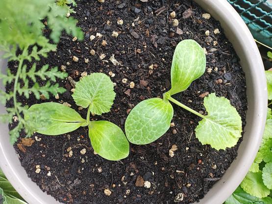 Zwei junge Zucchinipflanzen in einem runden Topf mit dunkler Erde. Jede Pflanze hat zwei große Keimblätter mit ausgeprägten Blattadern. Im Hintergrund sind unscharf weitere Pflanzen zu erkennen.