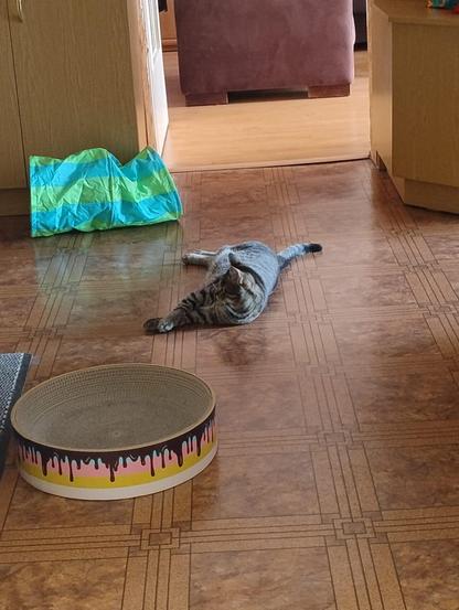 Kot leżący na podłodze