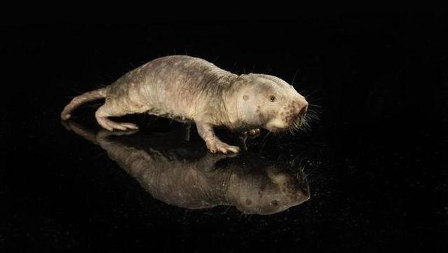 La rata talp, un mamífer únic amb una alta resistència al càncer (Europa Press/Adam J. Fenster)