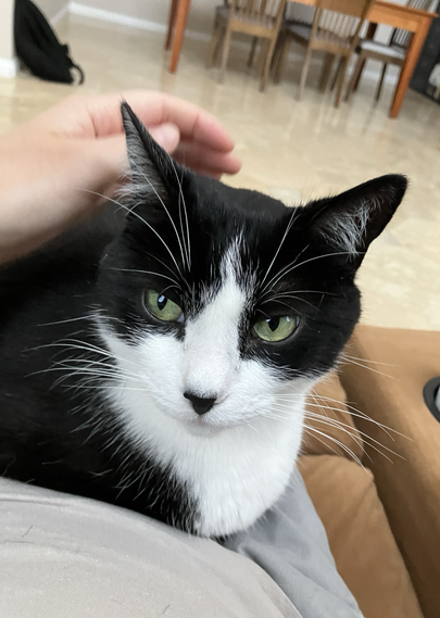 A tuxedo cat with green eyes sitting on my lap