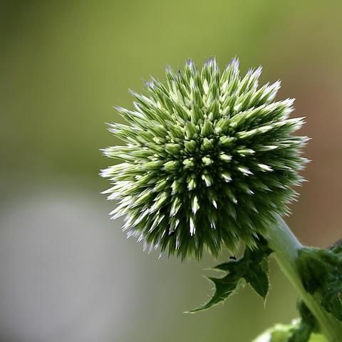 Photo of a growing Globe-Thistle.
Spikey and different shades of green.
Interesting Thistle.