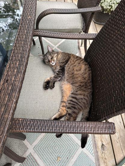 A tabby cat is lying on an outdoor cushioned chair next to a glass-top table. The setting includes a patterned rug, wooden deck, and wicker furniture.