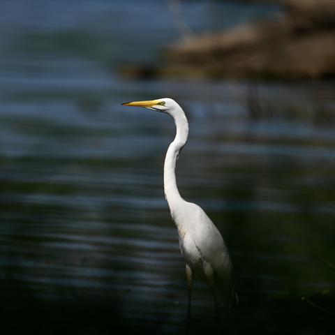 A great egret standing in shallow water. The bird is entirely white with a long neck. Its beak is yellow. The bird's lower half is obscured by out-of-focus grass in the foreground. The backgrounds out-of-focus water and a distant tan shore.