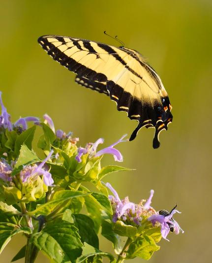 A Yellow Swallowtail hovering above Wild Bergamot (Bee Balm) in  bloom.