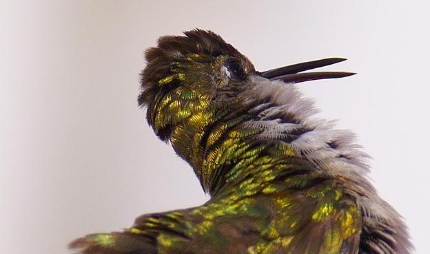 A female Ruby-throated Hummingbird's feathers are in disarray as it shakes itself out.