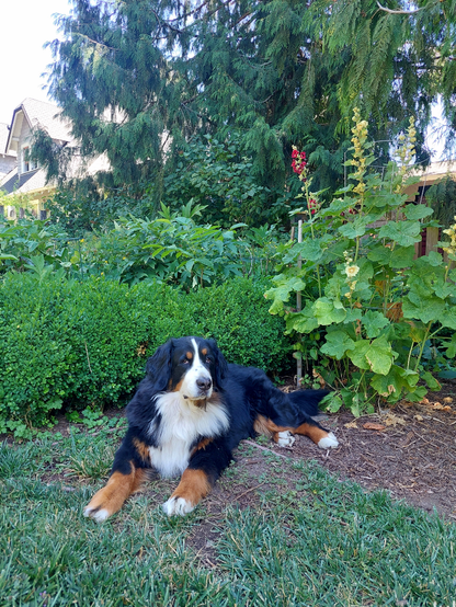 A Bernese Mountain Dog lies in a shady spot in late afternoon in 101°F heat.
