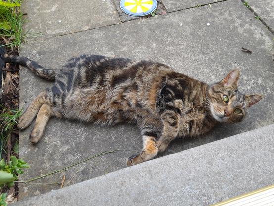 Photo. Notorious tabby slonk Swift rolling about on the paving. 