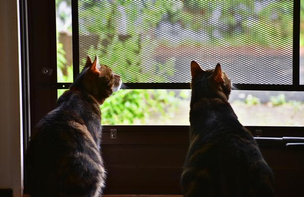 Two brown and tan striped tabby cats seen from behind, in relative darkness, looking out a screen door to a bright sunny world outside. They’re both staring at the same thing, probably a bird out of frame.