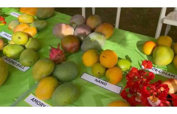 44 Nevis Mango varieties - Nevis Mango Festival.jpg