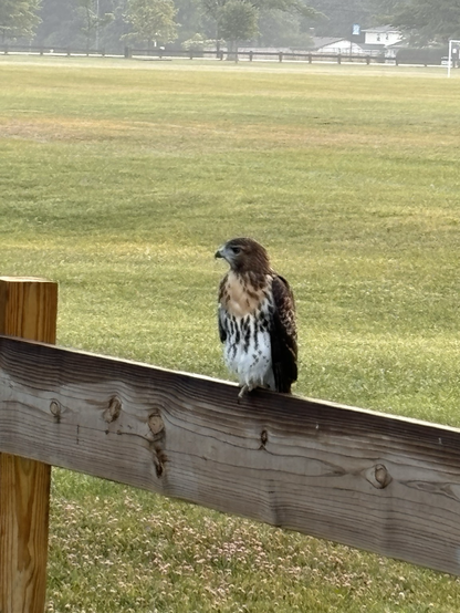 A hawk in one of my parks