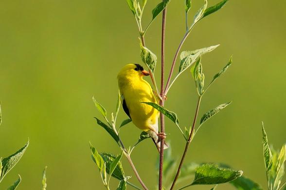 A male Goldfinch perched on a meadow weed in full sun.