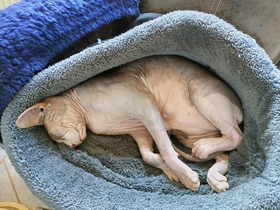 1 year old sphinx boy sound asleep in his soft sleeping bag.