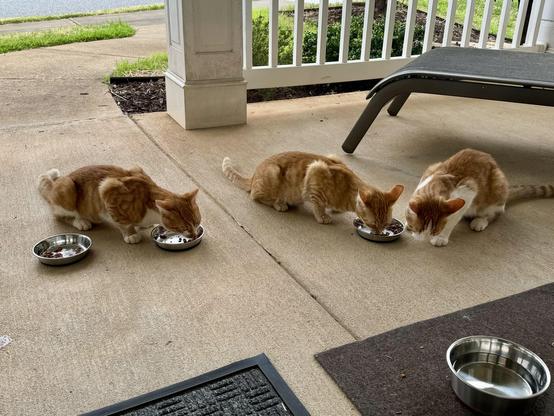 Three stray orange tabby cats are eating soft food on a porch. 
