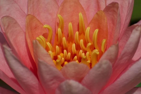 Very tight close-up of a water-lily. The petals range from a delicate, unsaturated pink to almost red-grapefruit, very orange. At the center of their artichoke-like spread cluster tens of sinuous tendrils, snaking in disorganized parallel to the bloom surrounding them. The vibe is alien and unfamiliar yet still natural, a garden translated less by Monet than Miyazaki.