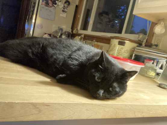 A big black cat is lying on the kitchen counter. She has no regrets. 
