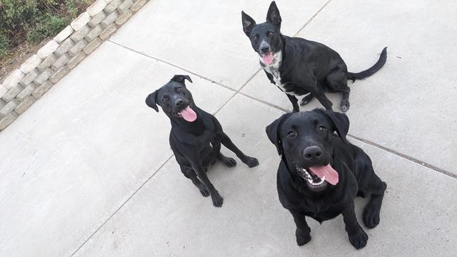Photo of three sitting black dogs with their tongues out, looking at the camera