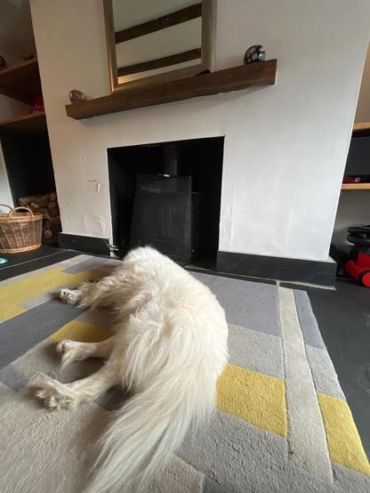 Our Samoyed dog, Lumi, laying, asleep on a rug in front of the fireplace (unlit) in the old cottage we’re stayingwe’re staying In.