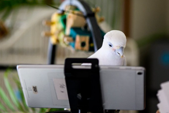 Domesticated parrots learn to initiate video chats