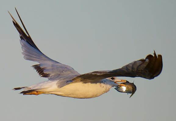 A gull flying by with a Hickory Shad it has speared.