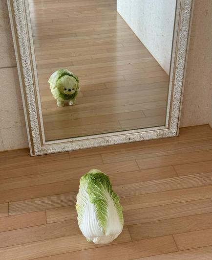 Photo and art. A color photo of a cabbage in front of a mirror in a hallway. Cabbage would be boring, but... The green pointed cabbage can be seen from the front, lying on the wooden floor and, logically, in the mirror from behind. The cabbage is decorated with round black olive eyes and an olive for a nose and now looks like a little green dog. Very cute.
Info: Sibatable is an Instagram account that conjures up funny menus with animals and characters from normal food. There are several photos of the cabbage dog with different 