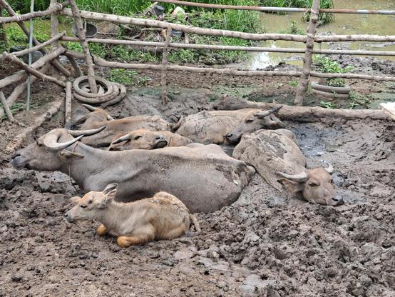 Six buffaloes, including a calf, lounging half buried in mud