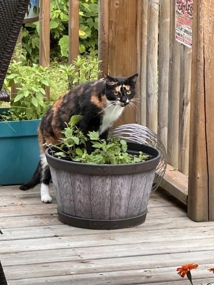 Calico cat sitting in a large wooden planter with plants on a wooden deck, surrounded by greenery and a wooden fence.