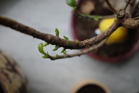 Picture of leaf growth on a Bonsai tree.